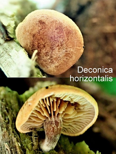 Deconica horizontalis-amf1351.jpg - Deconica horizontalis ; Syn1: Naucoria horizontalis ; Syn2: Psilocybe horizontalis ; Nom français: Naucorie horizontale